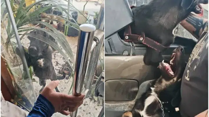 Dois cães pequenos, um de pelo preto e outro preto e branco, aparecem sendo resgatados em uma área externa com sujeira ao redor e, em outra cena, dentro de um veículo com corrente e coleira.