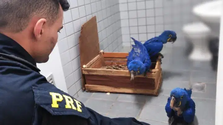 Ocorrencia de resgate de araras PRF